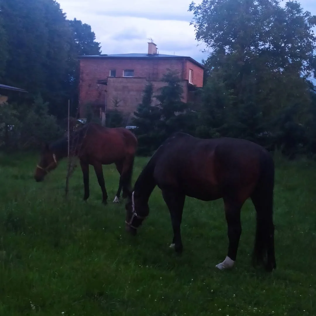 Podopieczny fundacji Życie dla Jeży